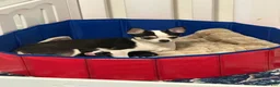Chihuahua dogs for sale: Chihuahua 2 - Ad 3