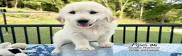 Golden Retriever dogs for sale: Piper - Ad 4