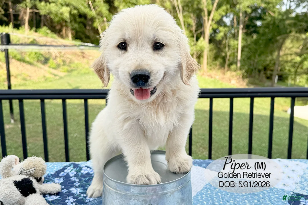 Golden Retriever dogs for sale: Piper - Ad 4