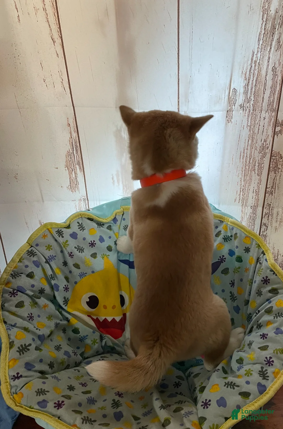 Shiba Inu dogs for sale: Twilight - Ad 2