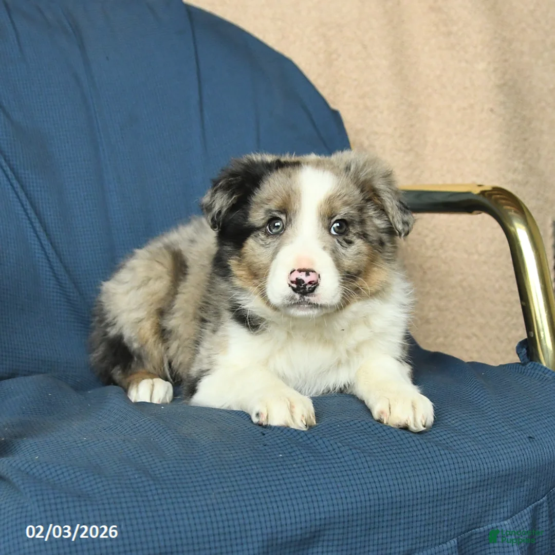 Mixed Breed dogs for sale: Buddy - Ad 2