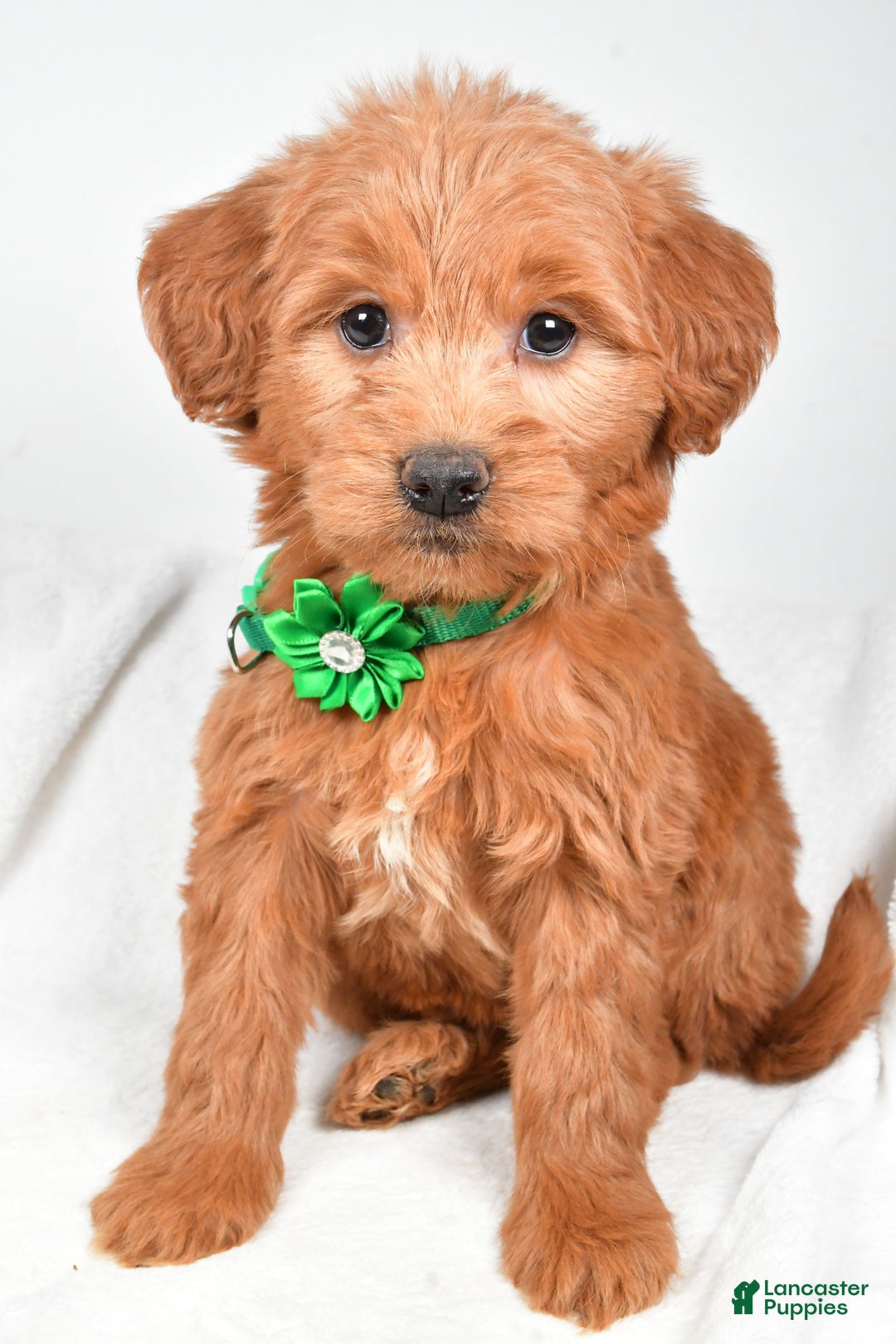 Mini Goldendoodle dogs for sale: Beth - Ad 1