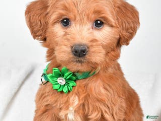 Mini Goldendoodle dogs Beth - Ad 20