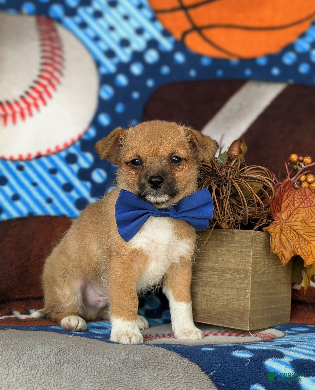 Mixed Breed dogs for sale: Rex 10 lbs Full Grown - Ad 3