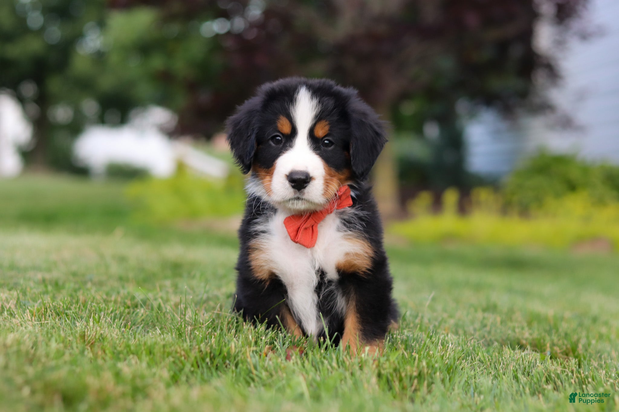 Bernese Mountain Dog dogs Victor - Ad 42