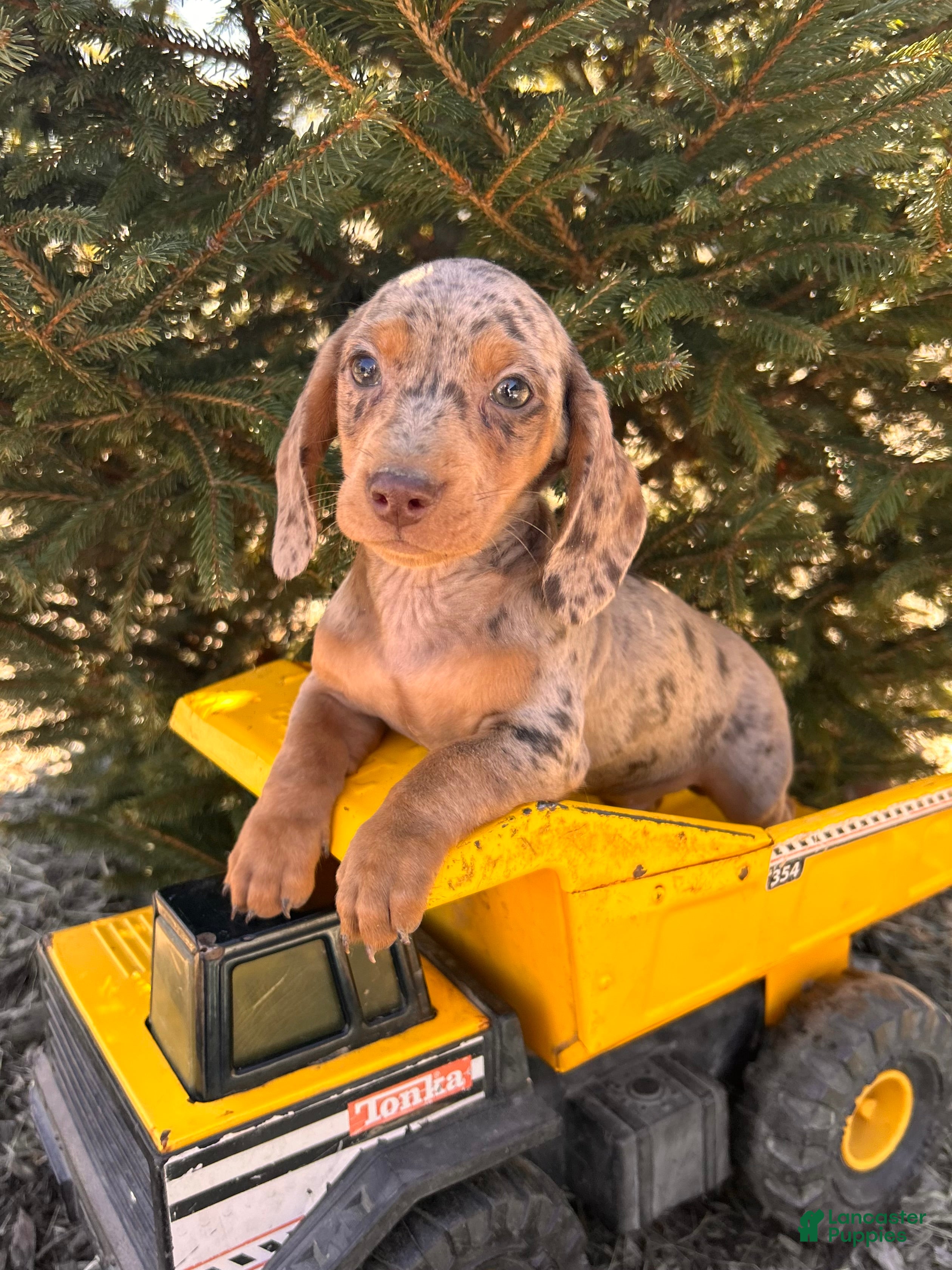 Miniature Dachshund dogs Crew - Ad 2