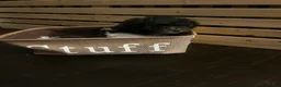 Mixed Breed dogs for sale: Blk & White Male - Ad 3