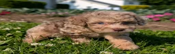 Toy Poodle dogs for sale: Macaron - Ad 5