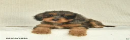 Cavapoo dogs for sale: Riley  - Ad 2