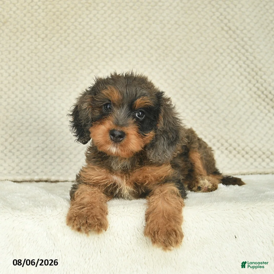 Cavapoo dogs for sale: Riley  - Ad 2