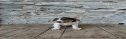 Jack Russell Terrier dogs for sale: Max - Ad 3