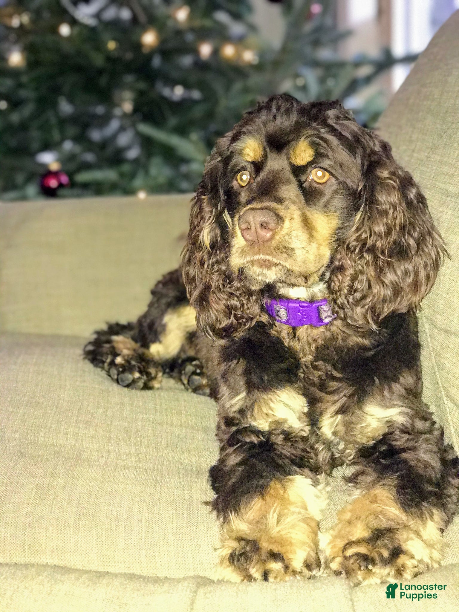 Cocker Spaniel dogs for sale: Fancy - Ad 1