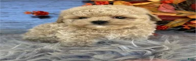 Toy Poodle 2