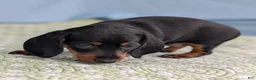 Miniature Dachshund dogs for sale: Black Dahlia - Ad 4