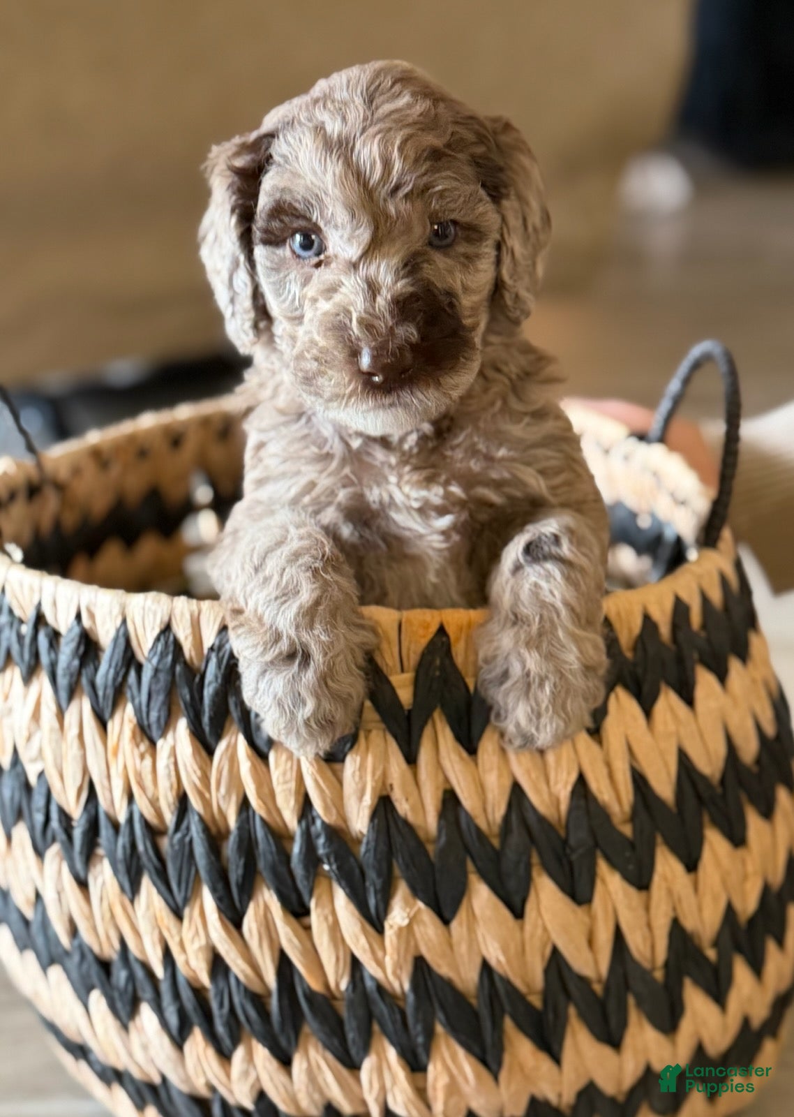 Labradoodle dogs for sale: Toffee - Ad 1