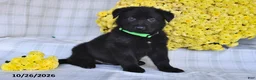 German Shepherd dogs for sale: Oliver - Ad 2