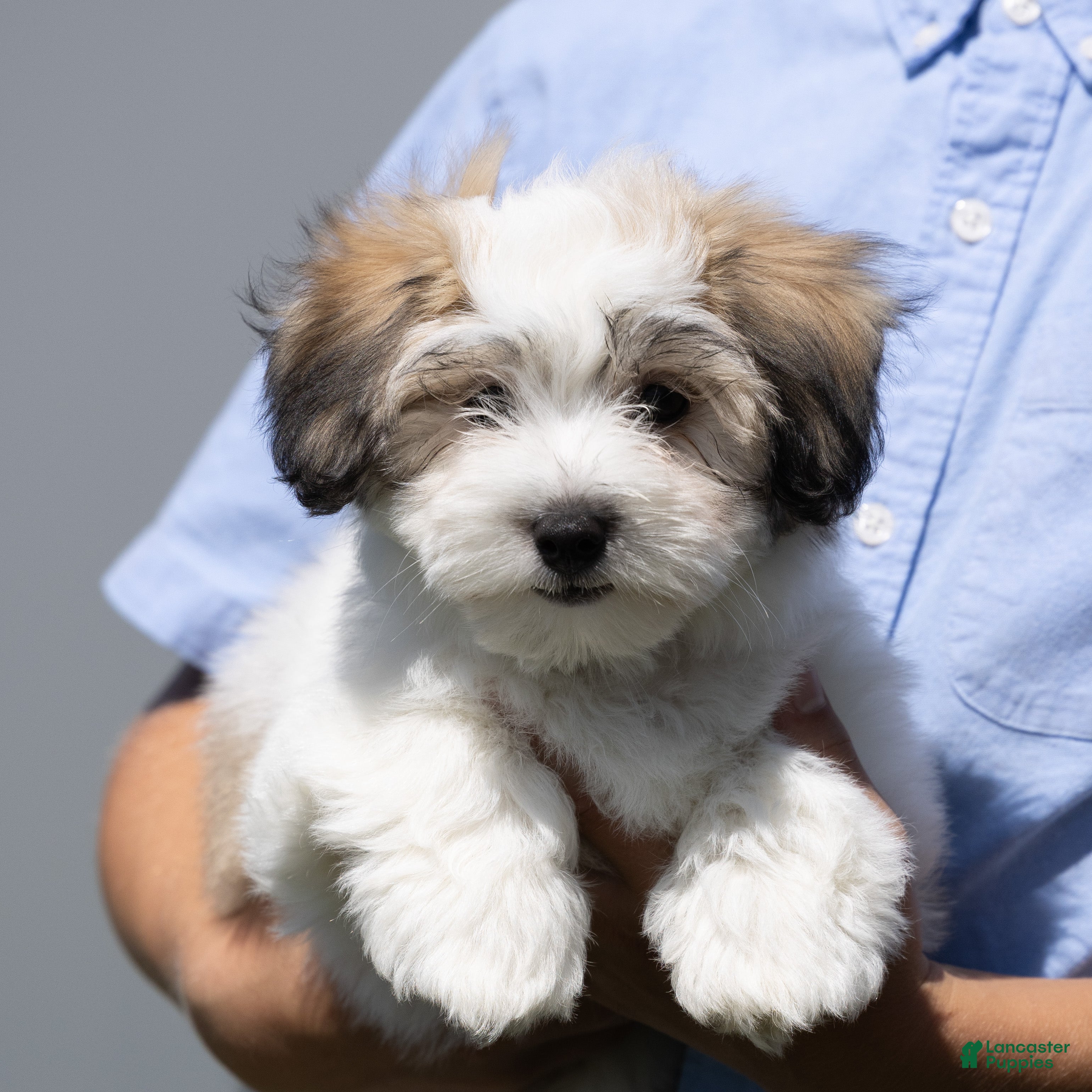 Coton De Tulear dogs Jasmine - Ad 1