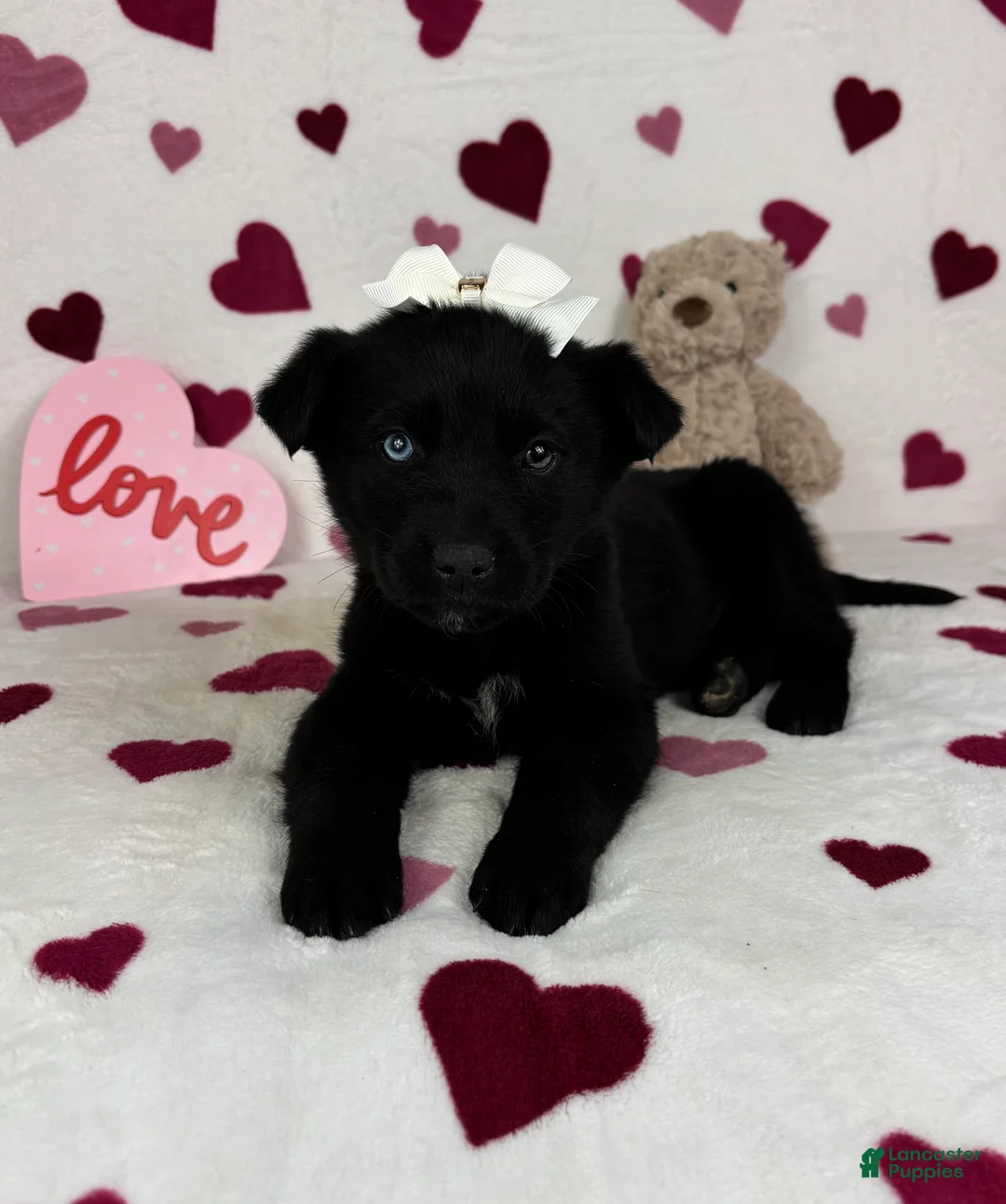 Mixed Breed dogs for sale: Charlotte  - Ad 4