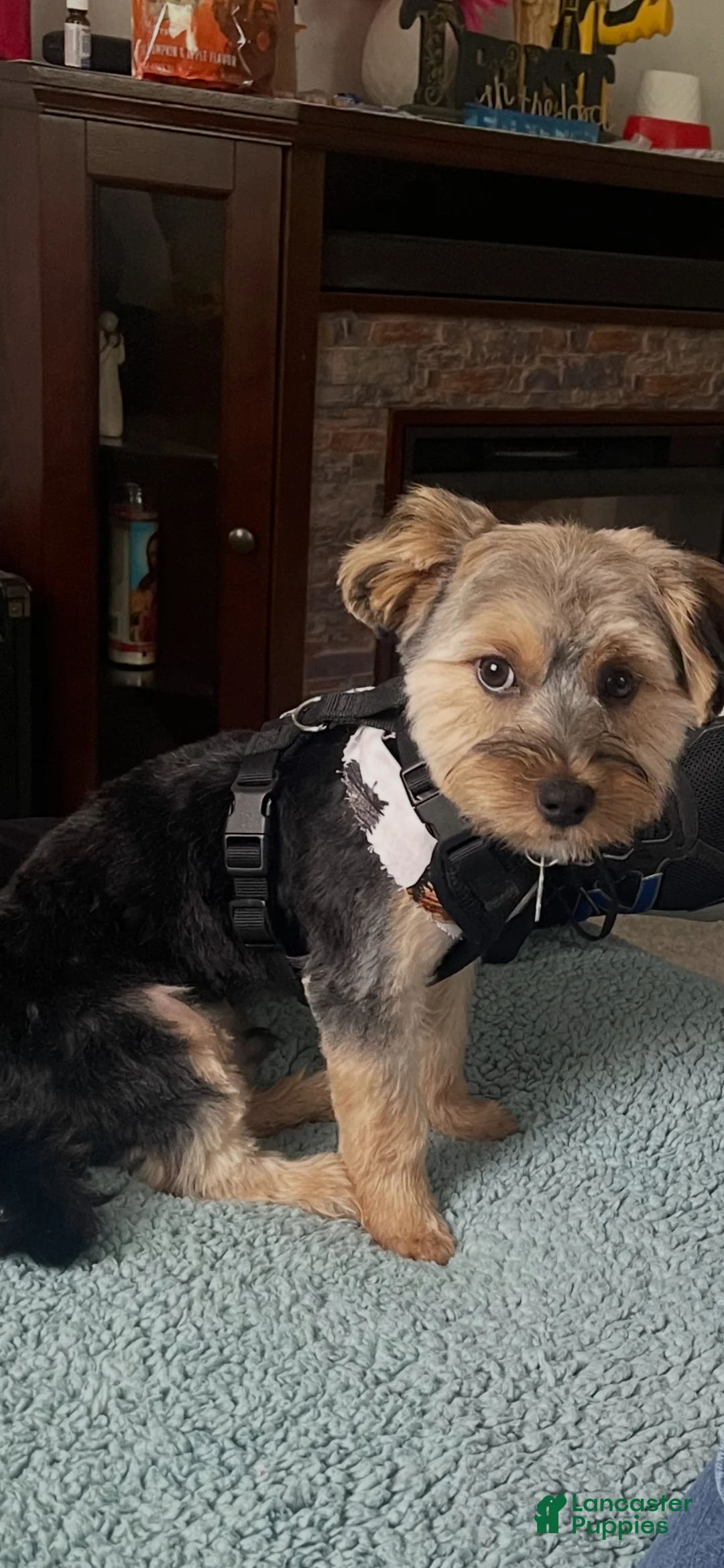 Morkie dogs for sale: Buddy - Ad 1