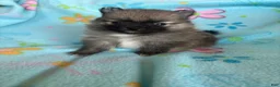 Pomeranian dogs for sale: Pomeranian 2 - Ad 3