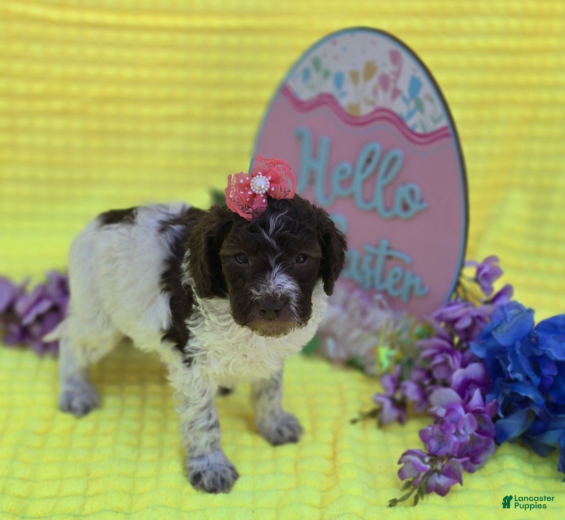 Mini Goldendoodle dogs Verona - Ad 31