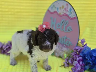 Mini Goldendoodle dogs Verona - Ad 31