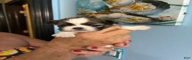Shih Tzu Puppy 3