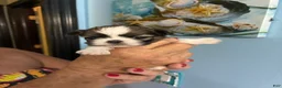 Shih Tzu dogs for sale: Shih Tzu Puppy 3 - Ad 1