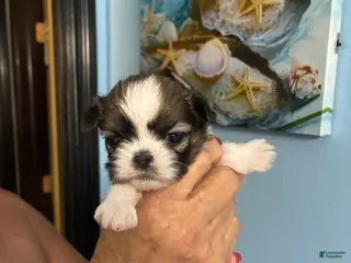 Shih Tzu dogs for sale: Shih Tzu Puppy 3 - Ad 3
