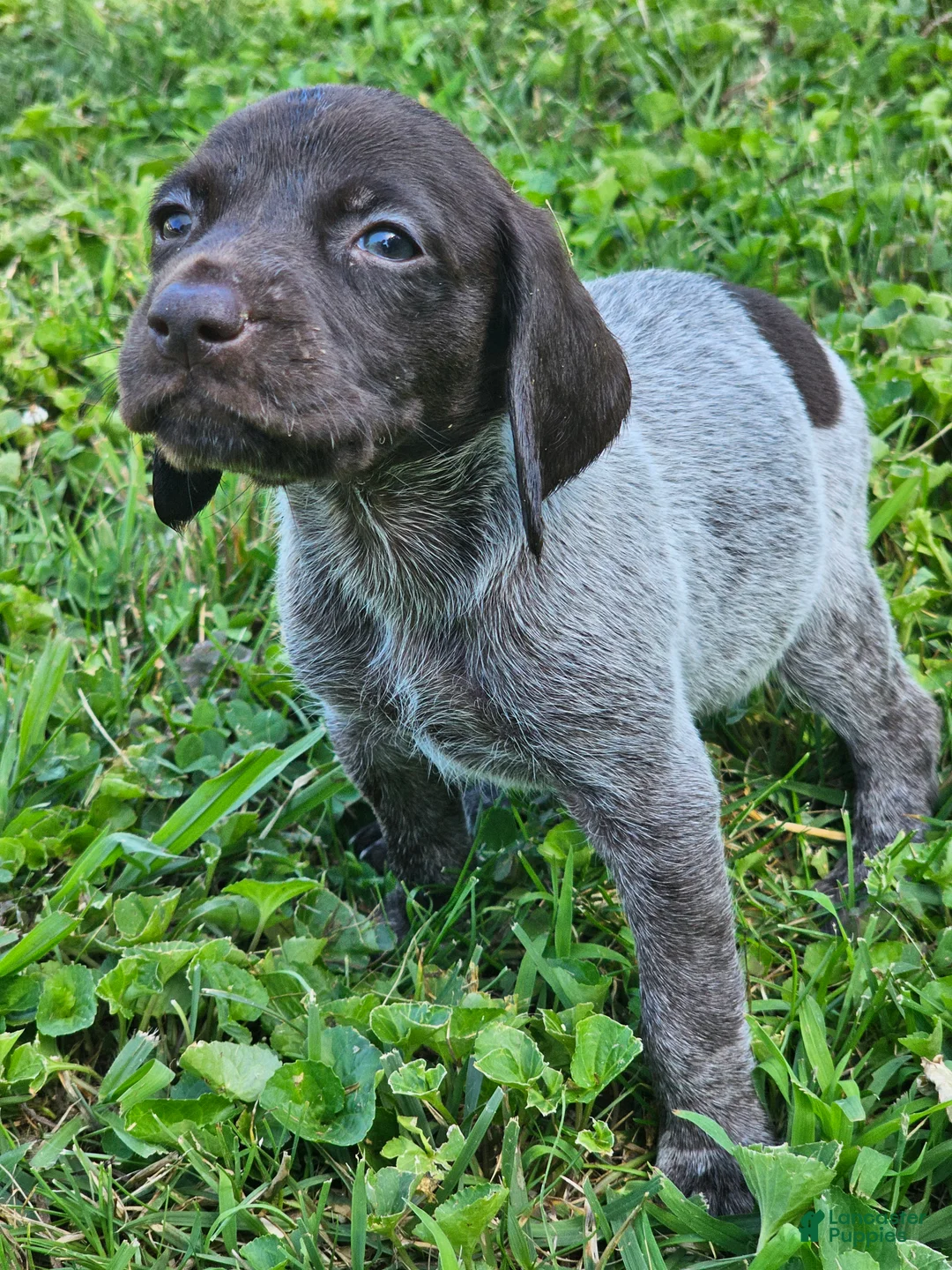 German Shorthaired Pointer dogs for sale: February  - Ad 2