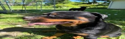 Rottweiler dogs for sale: Female 1 - Ad 3