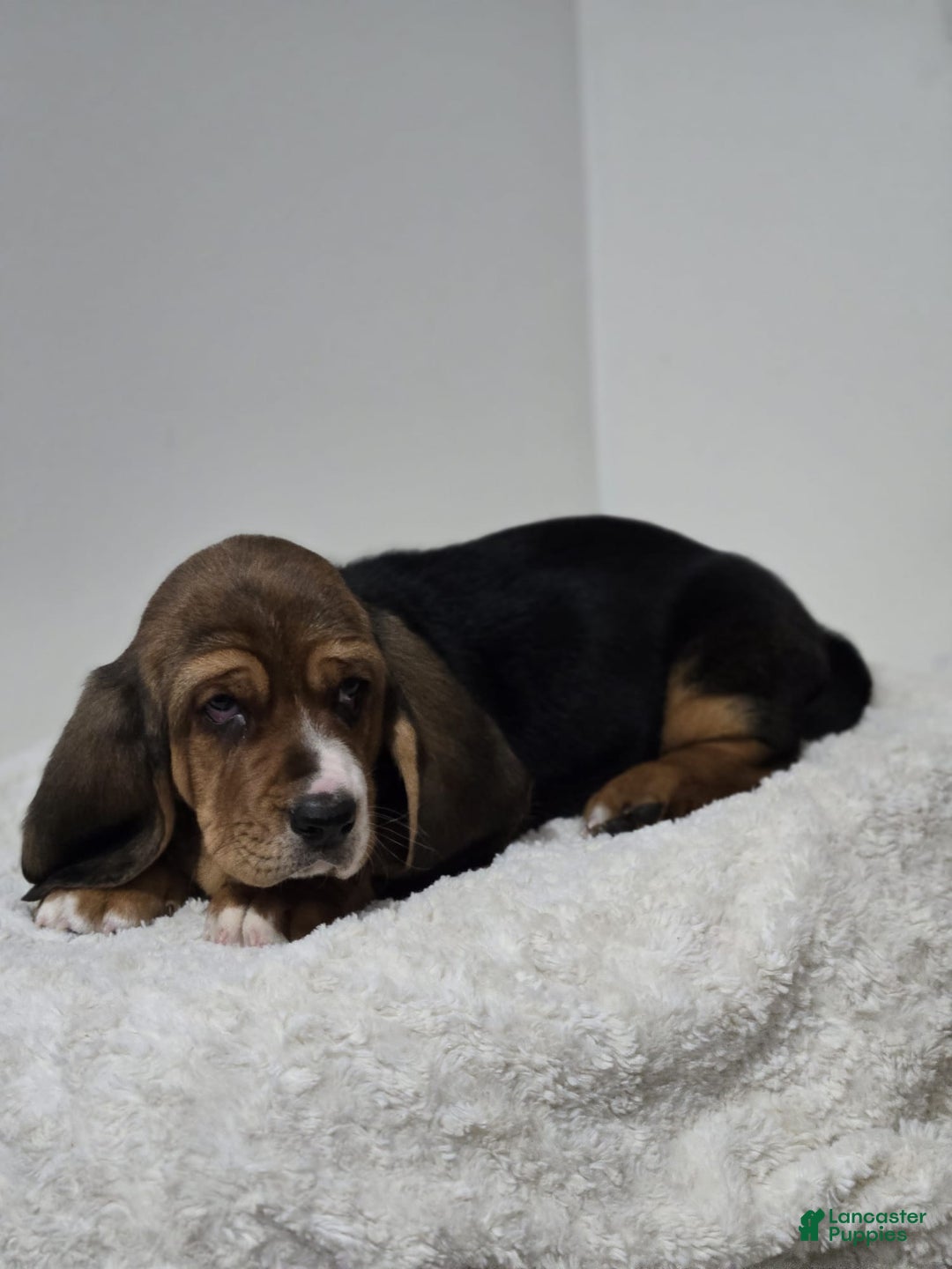 Basset Hound dogs for sale: Axel - Ad 3