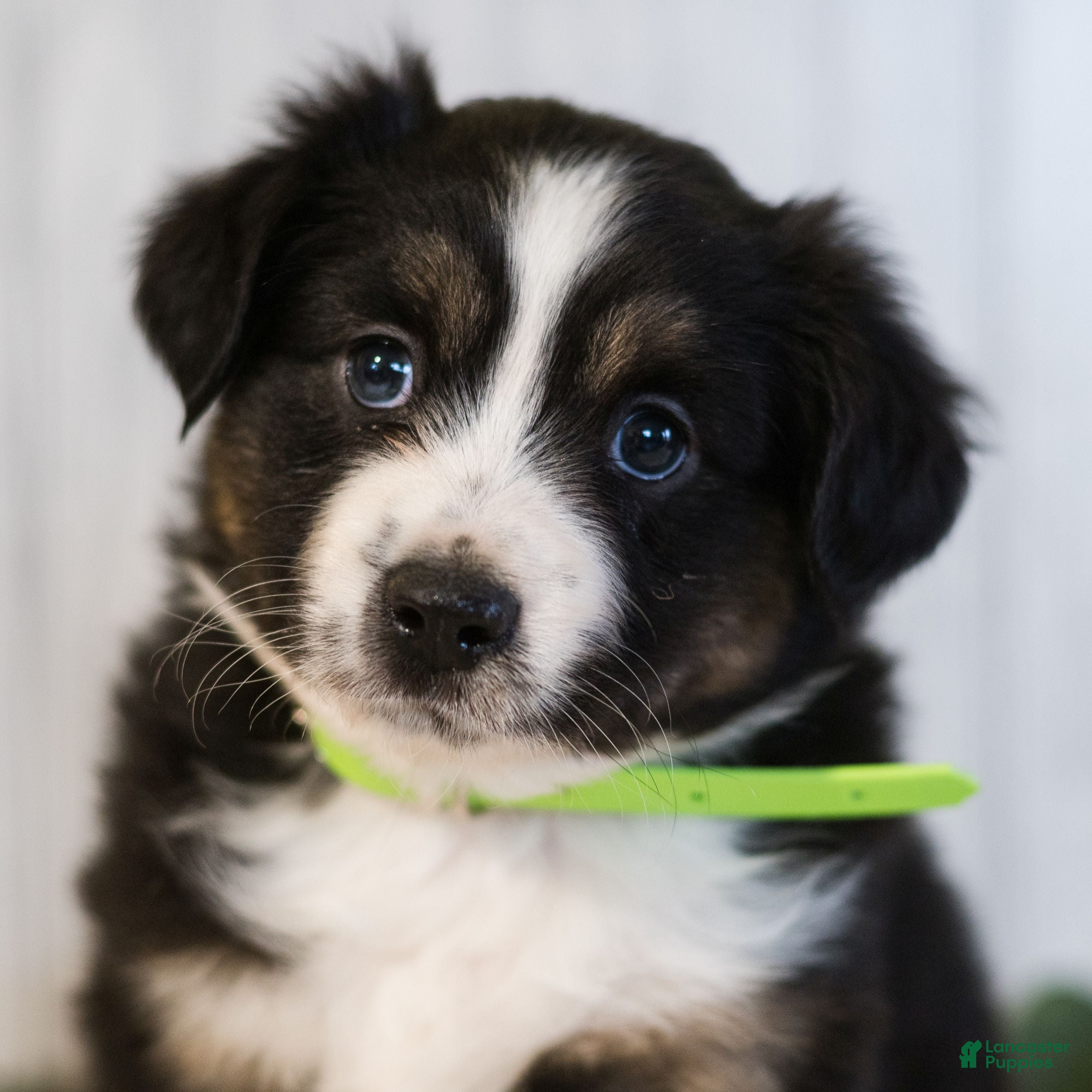 Miniature Australian Shepherd dogs George  - Ad 1