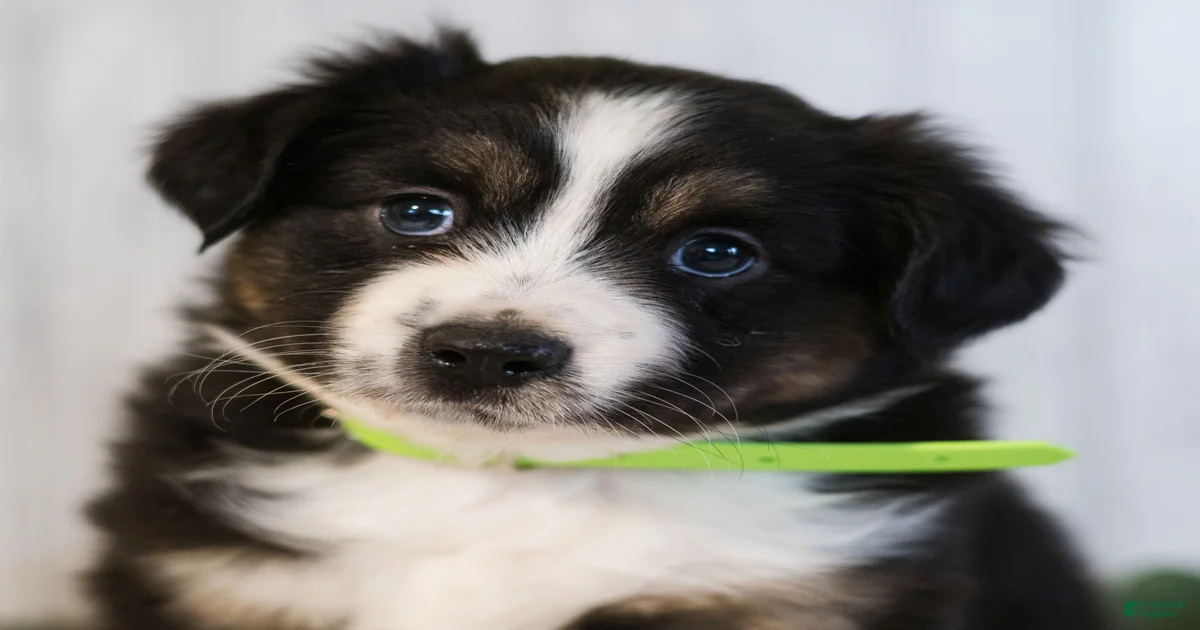 George Miniature Australian Shepherd for sale in Rebersburg | Lancaster ...