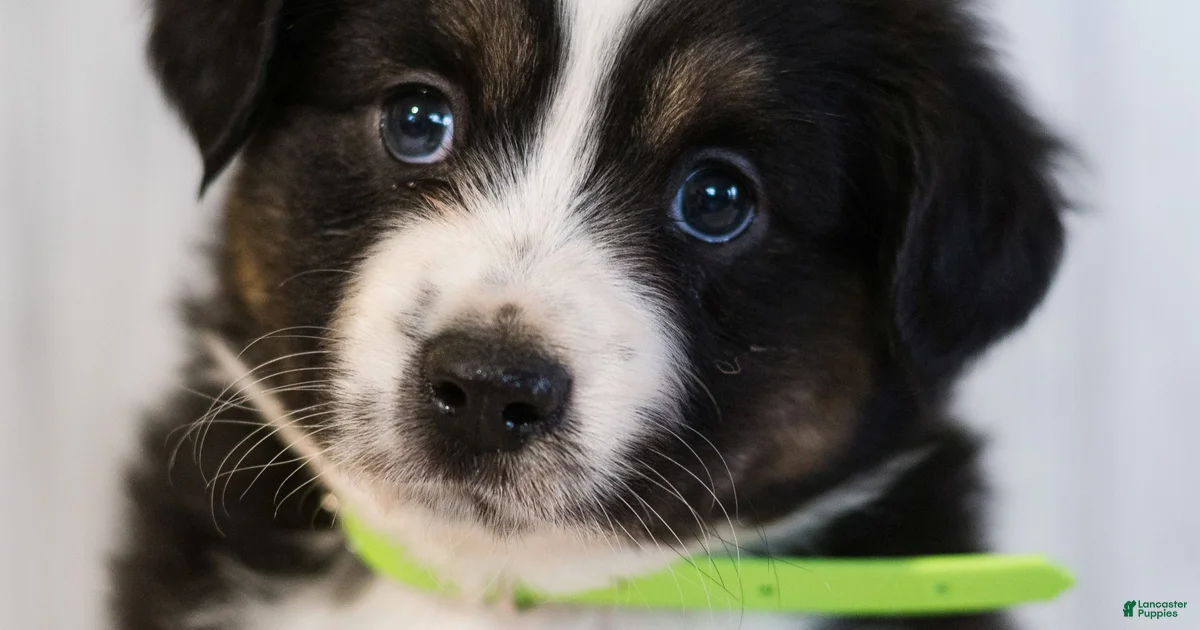 George Miniature Australian Shepherd for sale in Rebersburg | Lancaster ...