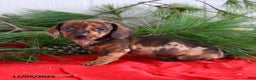Miniature Dachshund dogs for sale: Holly - Ad 5