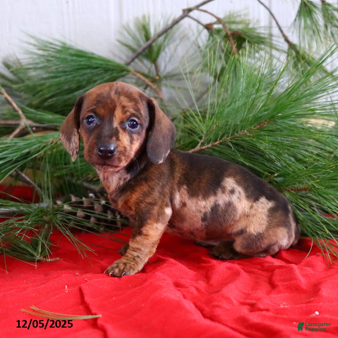 Miniature Dachshund dogs for sale: Holly - Ad 5