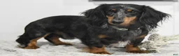 Dachshund dogs for sale: Skip  - Ad 7