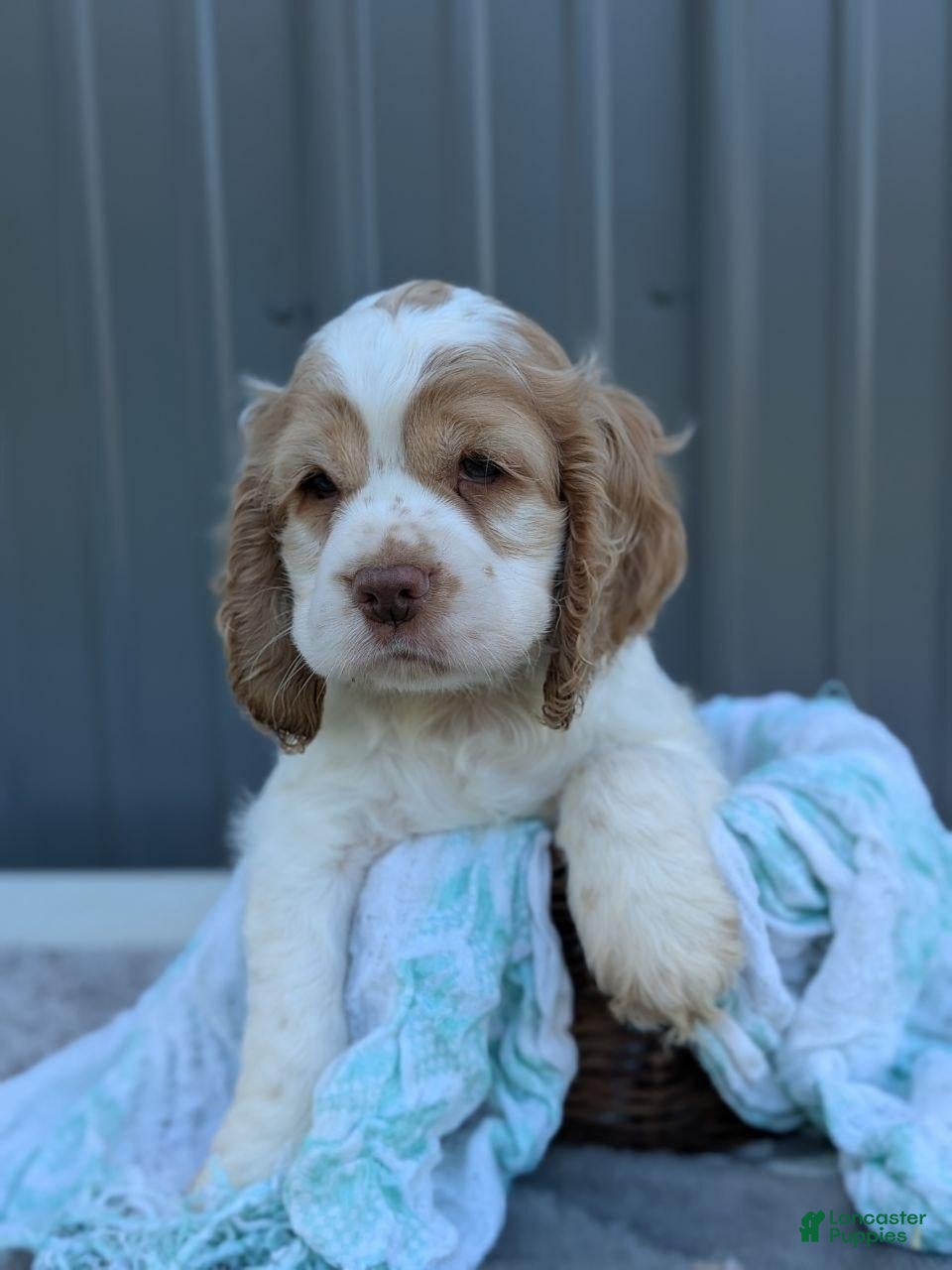 Cocker Spaniel dogs Dusty - Ad 2