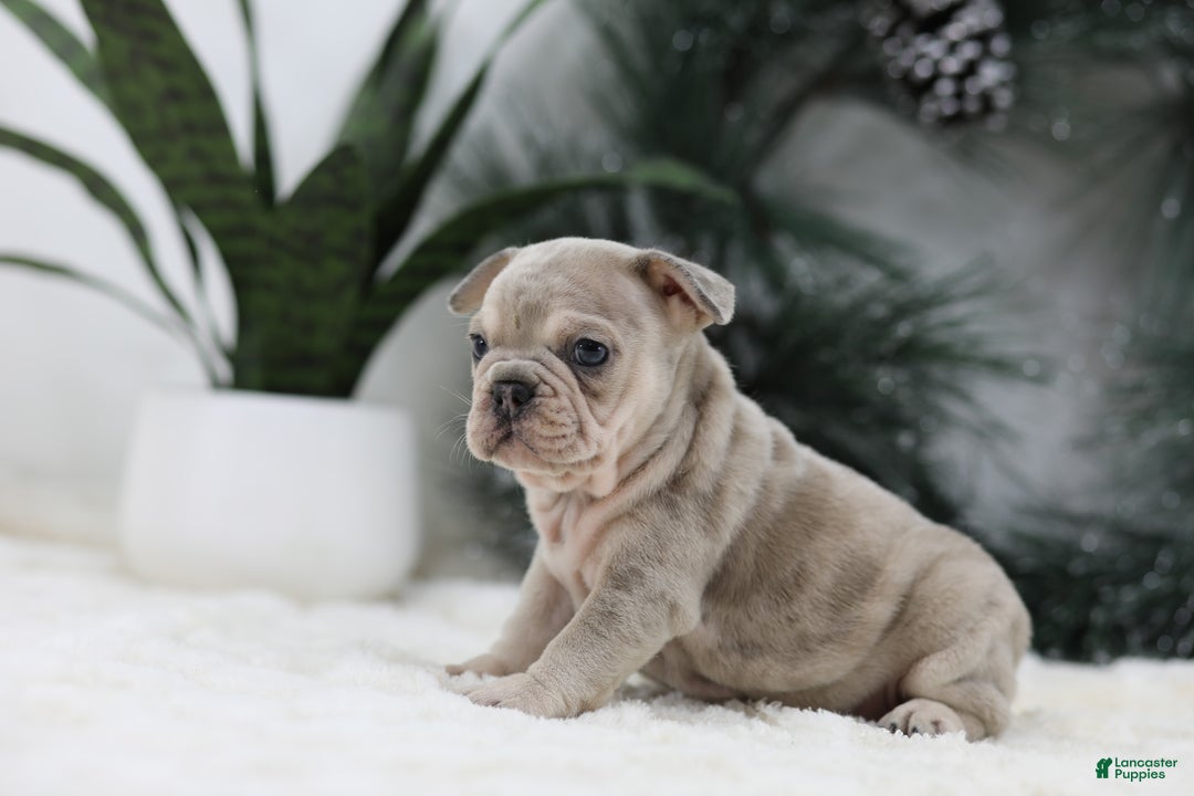 French Bulldog dogs for sale: Major - Ad 3