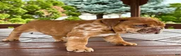 English Bulldog dogs for sale: English Bulldog 3 - Ad 12
