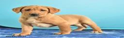 Labrador Retriever dogs for sale: Gretchen - Ad 4