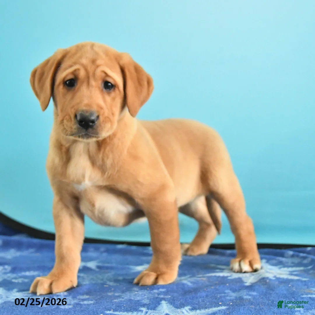 Labrador Retriever dogs for sale: Gretchen - Ad 4