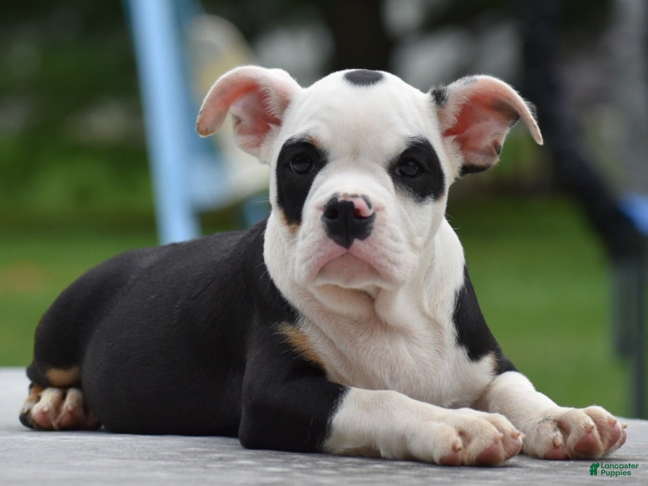 Mixed Breed dogs Bruno mini hybrid bulldog  - Ad 1