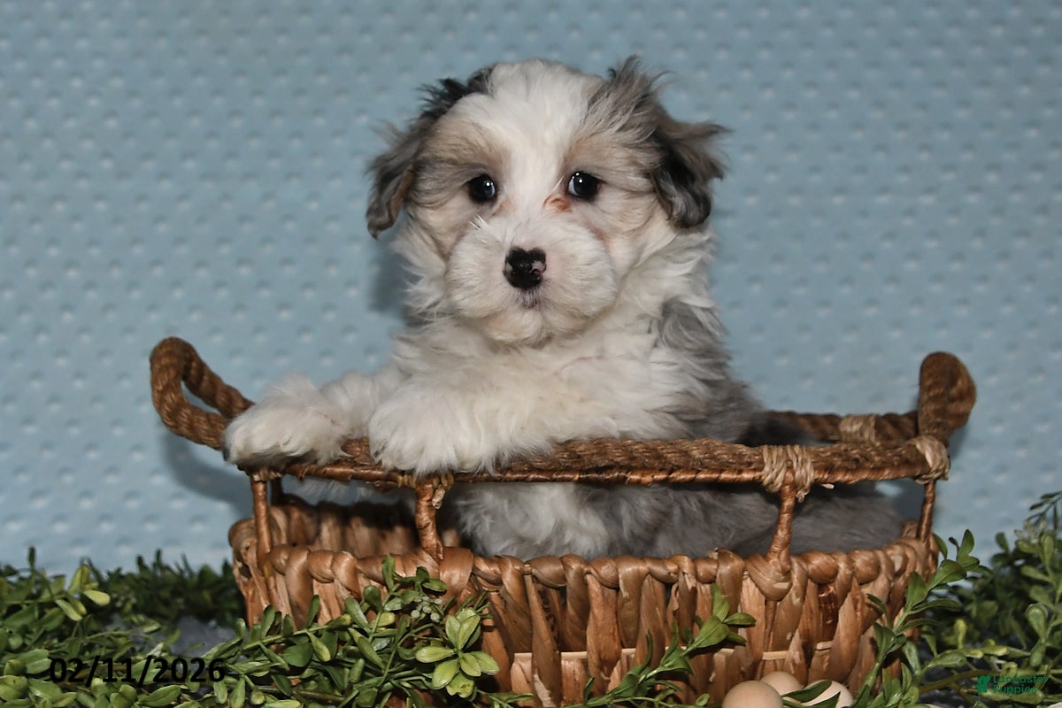 Havapoo dogs Emerson - Ad 2