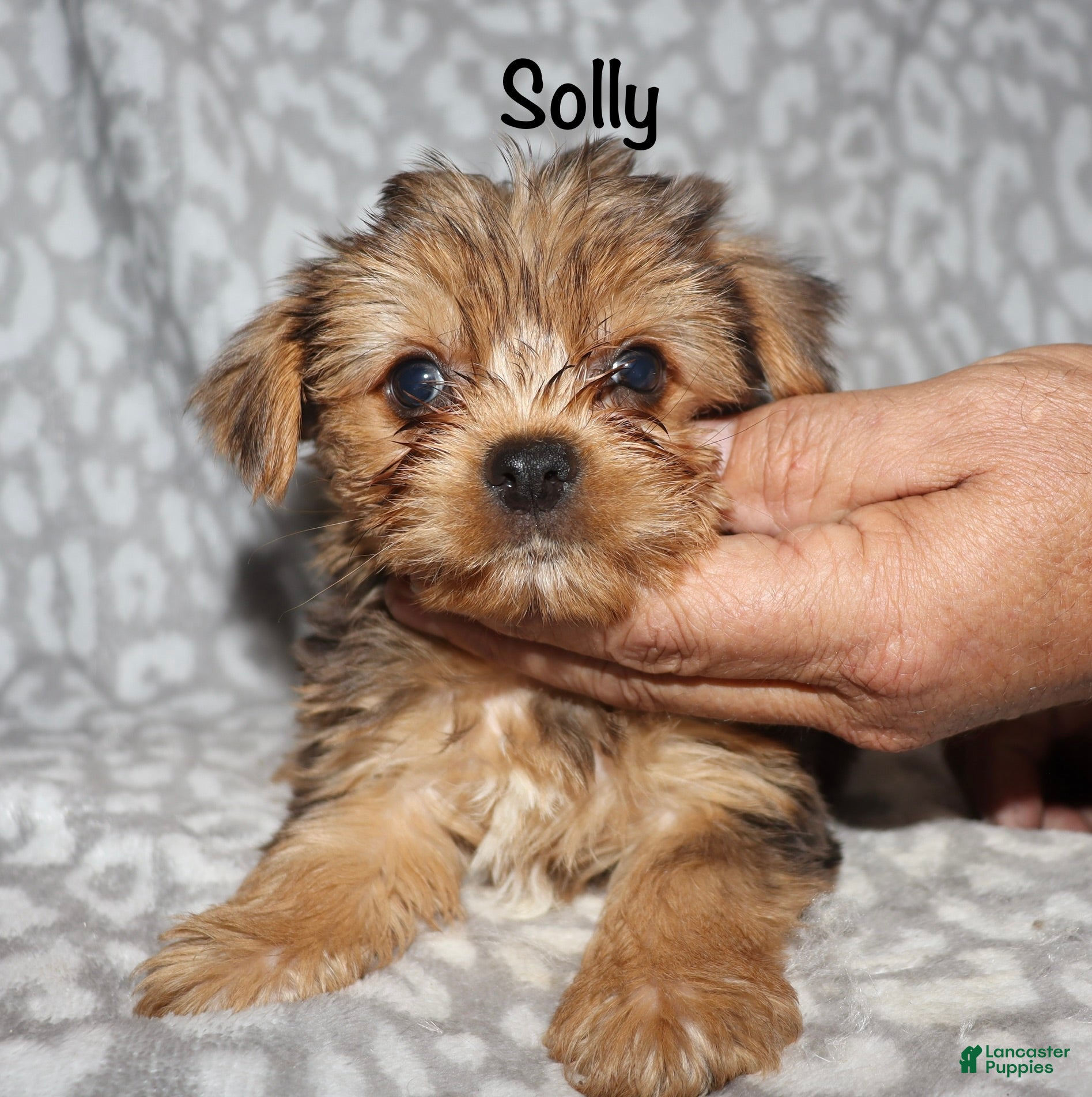 Yorkshire Terrier dogs Solly - Ad 27