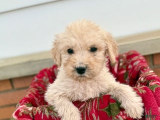 Goldendoodle dogs River- Blue Collar F1b Goldendoodle - Ad 37