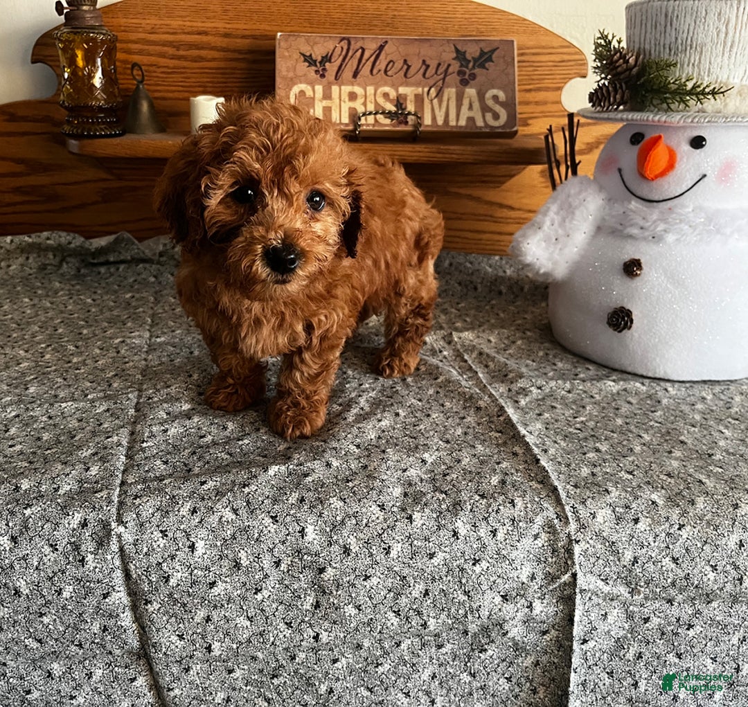 Toy Poodle dogs for sale: Jordan - Ad 6