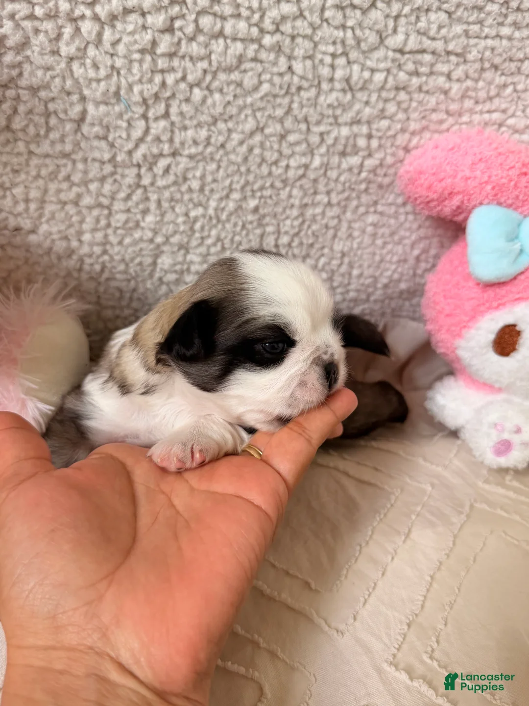Pug dogs for sale: Pug Puppy 6 Flora - Ad 2