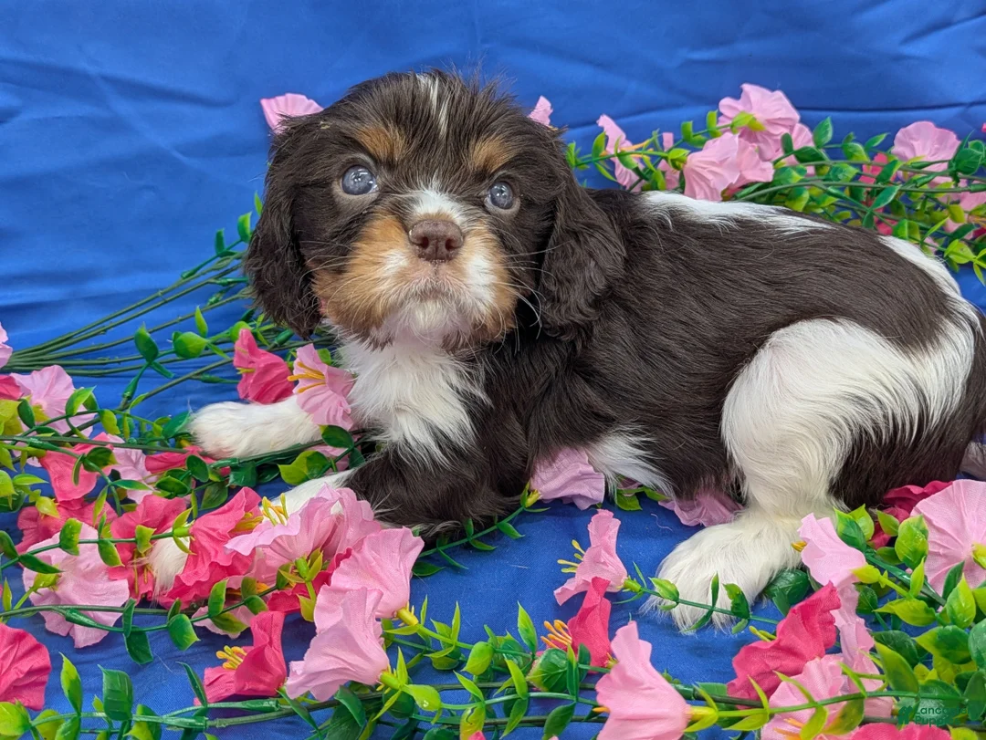 Cavalier King Charles Spaniel dogs for sale: Whiskey  - Ad 2